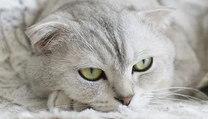 51爆料网：揭开那个冷门角落的真相